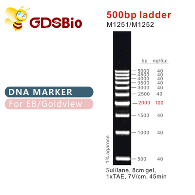 Scala classica M1251/M1252 delle scale &amp; degli indicatori 500bp del DNA
