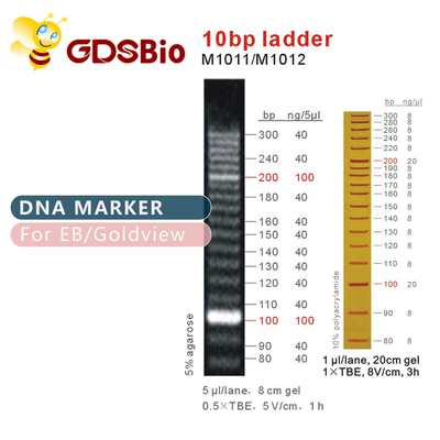 indicatore del DNA della scala 10bp M1011 (50μg) /M1012 (50μg×5)