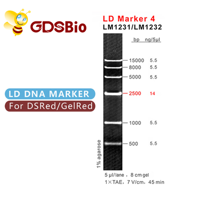 50 indicatori di dimensione del DNA di GDSBio delle preparazioni gelificano l'indicatore 4 di LD dell'elettroforesi